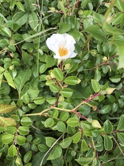 Rosa lucieae