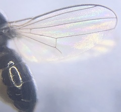 Discomyzinae