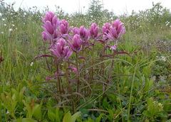 Castilleja raupii