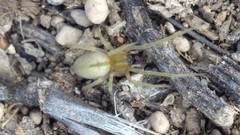 Cheiracanthium inclusum