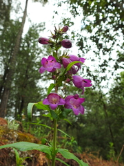 Penstemon tepicensis