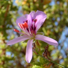 Pelargonium crispum