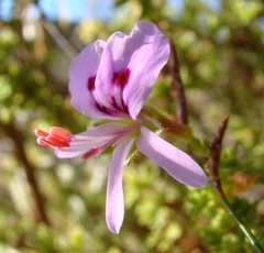 Pelargonium crispum