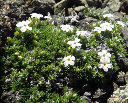 Henderson's phlox (Phlox hendersonii)