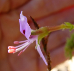 Pelargonium crispum