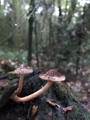 Hypholoma brunneum
