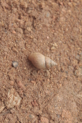 Bulimulus tenuissimus