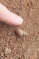 Bulimulus tenuissimus