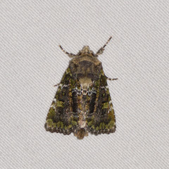 Oligia chlorostigma