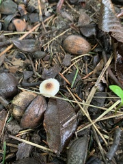 Auriscalpium vulgare