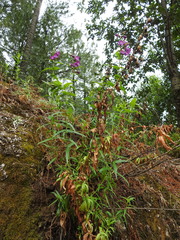 Penstemon tepicensis