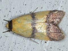 Heteroteucha translatella