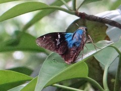 Astraptes