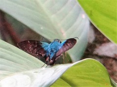 Astraptes