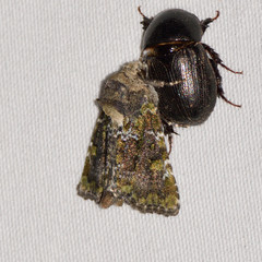 Oligia chlorostigma