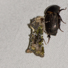 Oligia chlorostigma