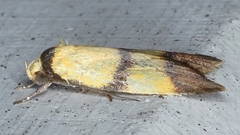 Heteroteucha translatella