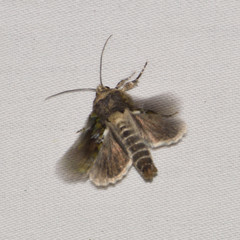 Oligia chlorostigma