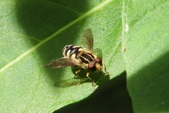 Parhelophilus flavifacies