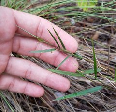 Dichanthelium patentifolium