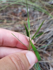 Dichanthelium patentifolium