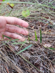 Dichanthelium patentifolium