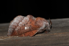 Phyllodesma occidentis