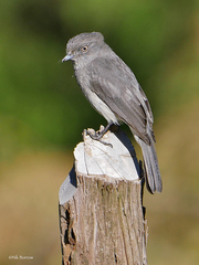 Melaenornis chocolatinus