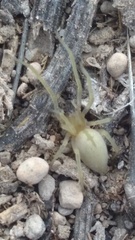 Cheiracanthium inclusum