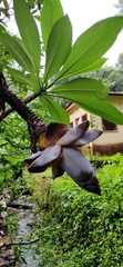 Ensete superbum
