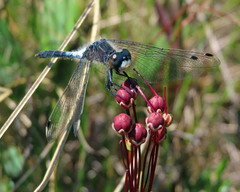 Leucorrhinia frigida