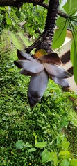 Ensete superbum