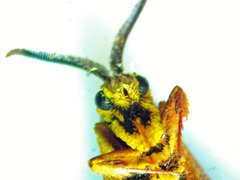 Paranthrene simulans