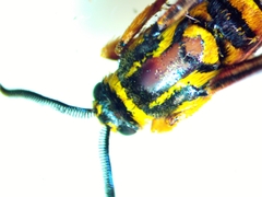 Paranthrene simulans