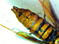 Paranthrene simulans