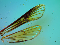 Paranthrene simulans