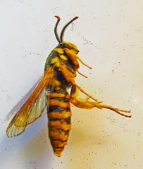 Paranthrene simulans