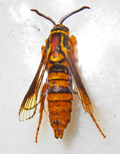Red Oak Clearwing Moth photo 4