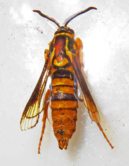 Paranthrene simulans
