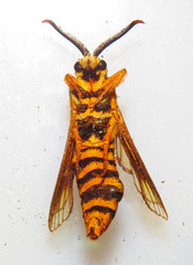 Paranthrene simulans