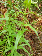 Penstemon tepicensis