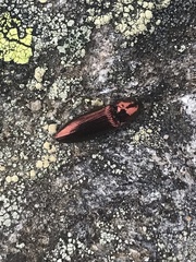 Nitidolimonius resplendens