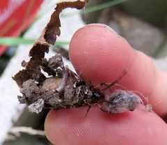 Parasteatoda tabulata