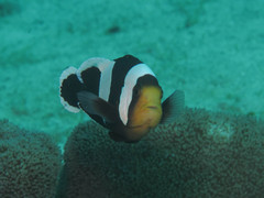 Amphiprion polymnus