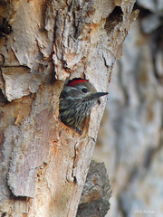 Chloropicus abyssinicus