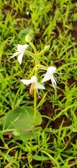 Habenaria grandifloriformis