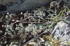 Bupleurum americanum