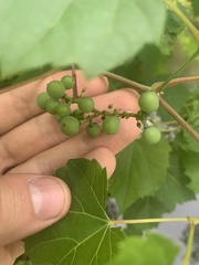 Vitis riparia
