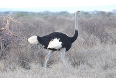 Struthio molybdophanes