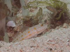 Valenciennea puellaris